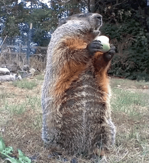 Groundhog Day Groundhog Eating Looking Around GIF