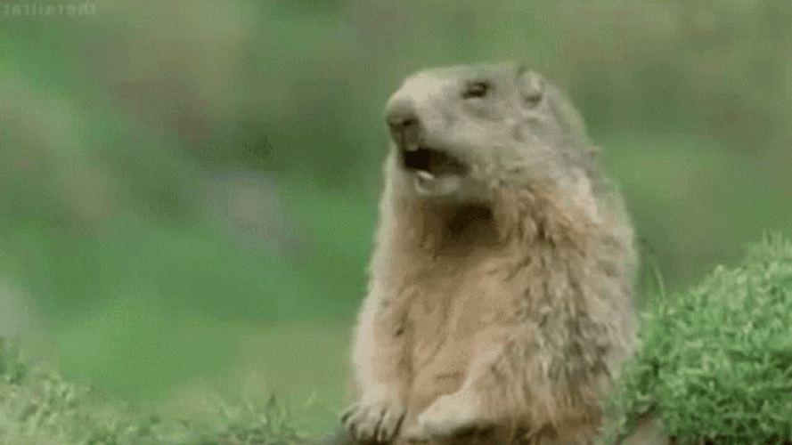 Groundhog Day Morning Greeting GM GIF