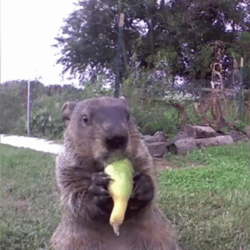 Groundhog Day Munching Veggies GIF
