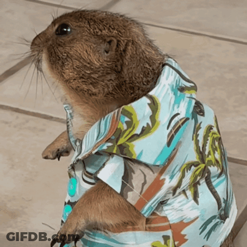 Groundhog Dress Up GIF