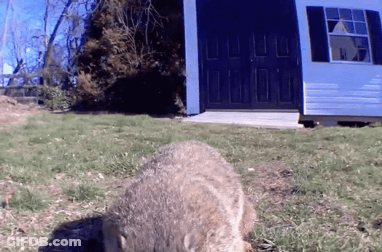 Groundhog  Eating Gopher GIF