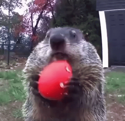 Groundhog Eats Farmers Crop GIF