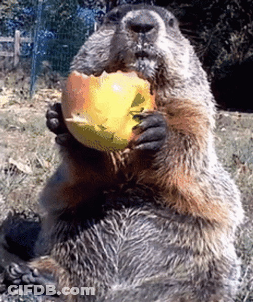 Groundhog Enjoy Eating GIF