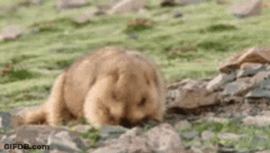 Groundhog Find Something GIF