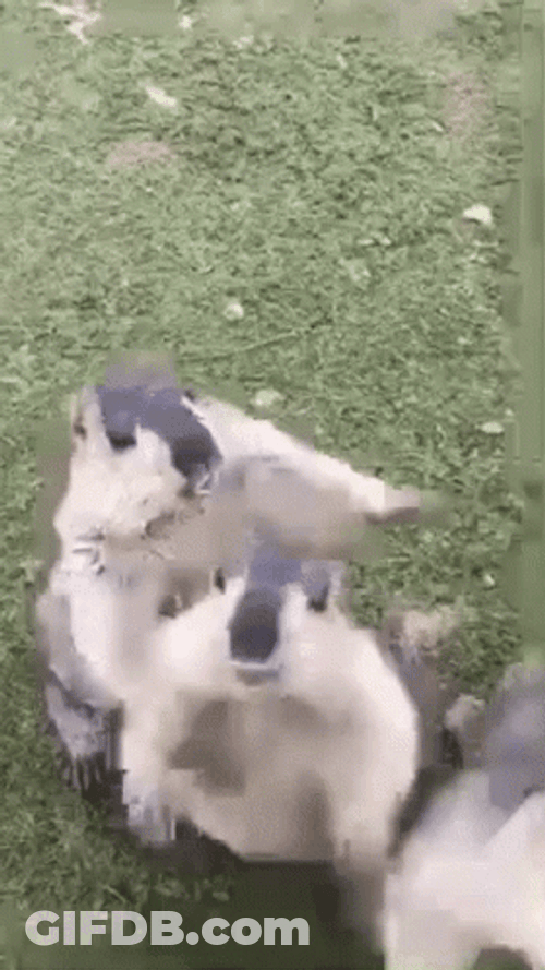 Groundhog Hey Gopher GIF