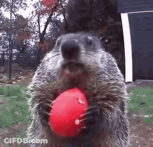 Groundhog Holding Red Ball GIF