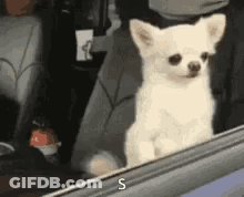 Groundhog On Hind Legs In Hello Kitty Bow By Mountain GIF