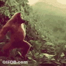 Groundhog On Hind Legs On Wooden Fence Saying Brock GIF