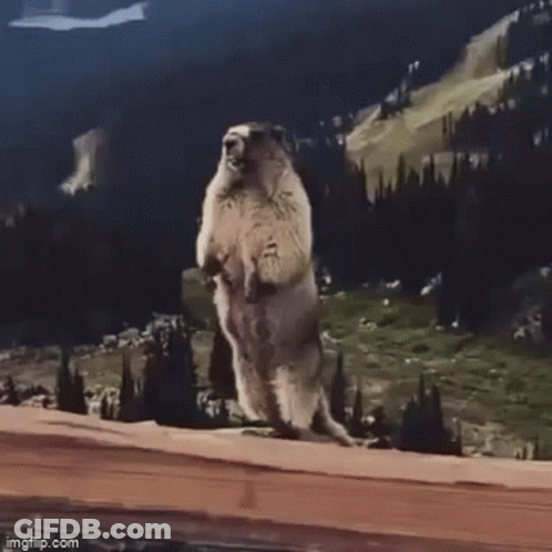 Groundhog On Hind Legs With CTE Chatte GIF