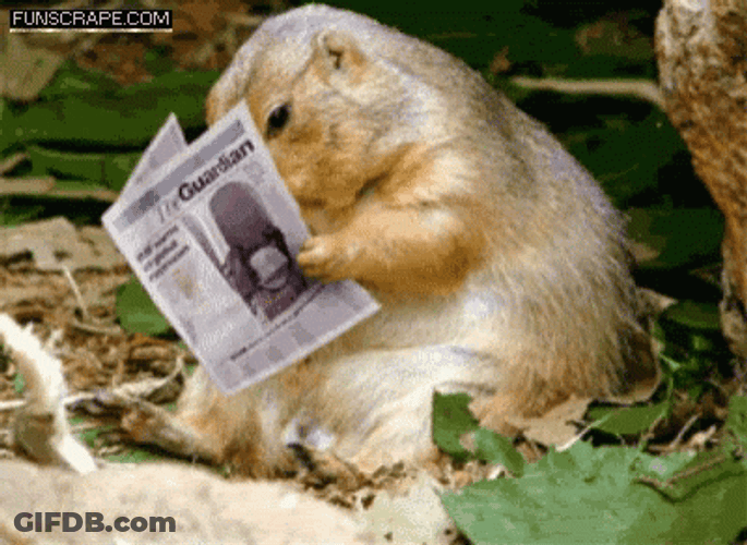 Groundhog Reading News Paper GIF