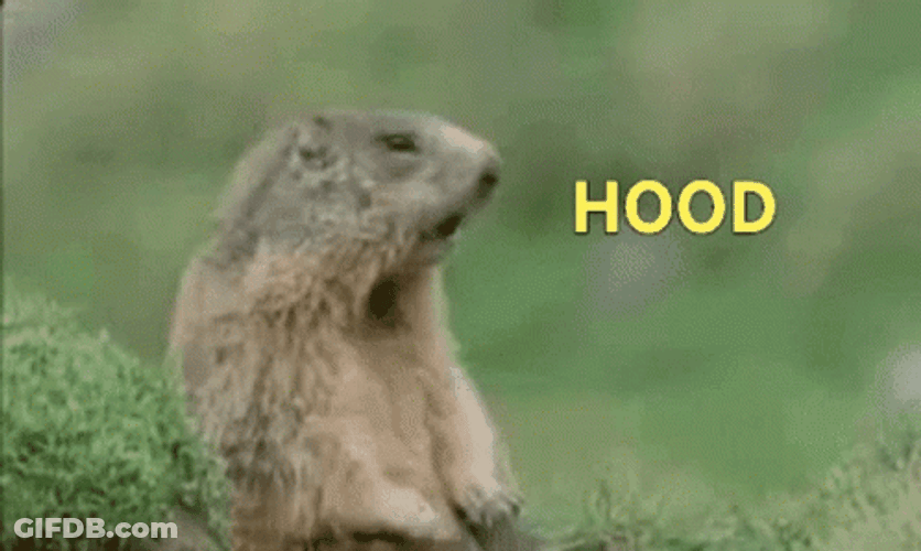 Groundhog Shouting Hood GIF
