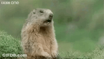 Groundhog Sitting In Grass Saying Hey GIF