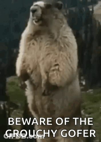 Groundhog Standing Hind Legs Beware Of The Grouchy Gofer GIF