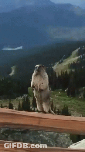 Groundhog Standing On Fence Overlooking Mountains GIF