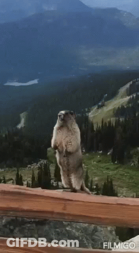 Groundhog Standing On Hind Legs On Wooden Fence With Brock GIF