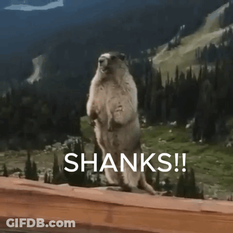 Groundhog Standing On Hind Legs On Wooden Ledge GIF