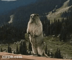 Groundhog Standing On Rock In Mountains GIF