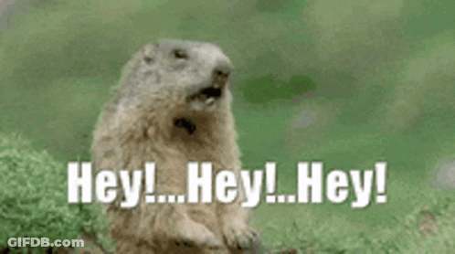 Groundhog Standing On Rock Saying Hey GIF