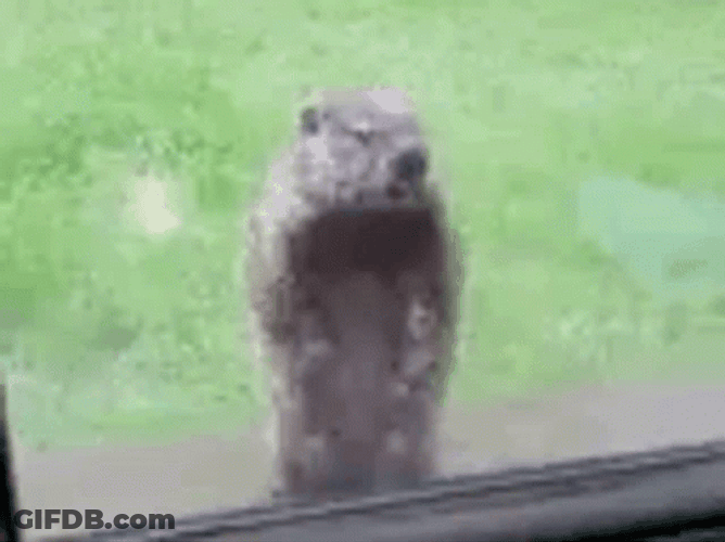 Groundhog Standing Outside GIF