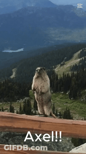 Groundhog Standing With Axel Above GIF