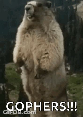 Groundhog Standing With Gophers GIF