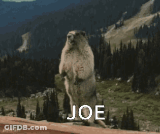 Groundhog Standing With Joe GIF