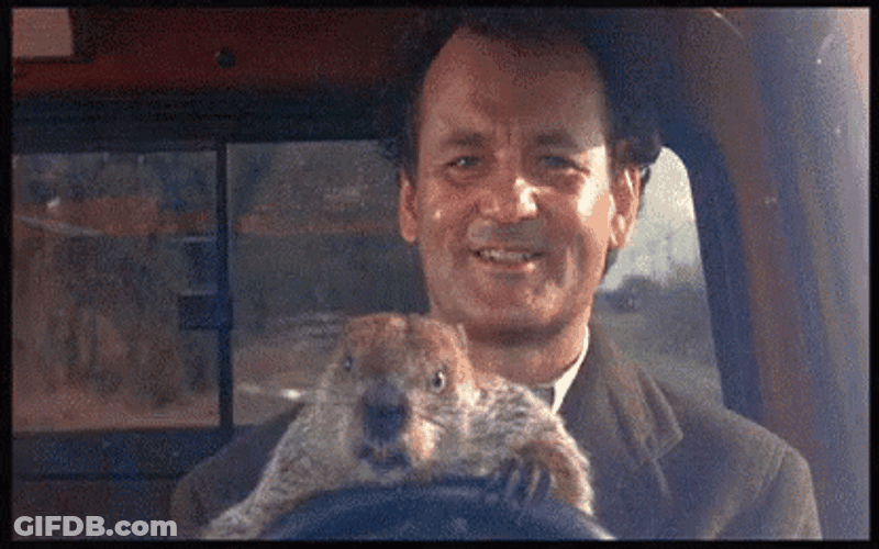 Groundhog Teach How To Drive GIF