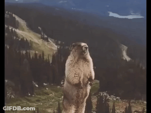 Groundhog With Hay Sardinia GIF