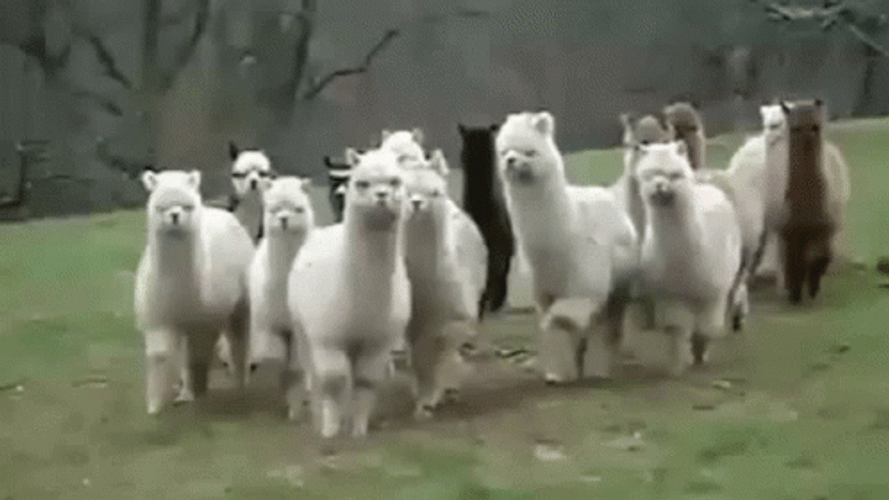 Group Of Alpacas Walking GIF