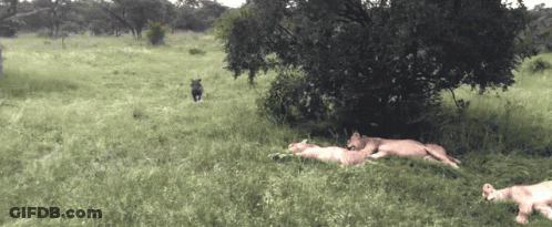 Group Of Animals Laying In Grass Including Lion Cub GIF