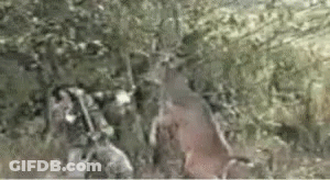 Group Of Animals Standing In Forest GIF