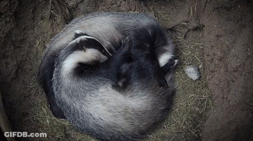 Group Of Badgers Sleeping Together In Dirt GIF