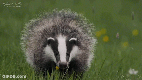 Group Of Badgers Standing In Field Saying Welcome To Minnmax GIF