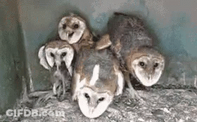 Group Of Barn Owls Sitting In Nest GIF