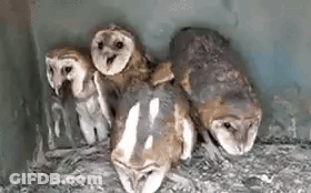 Group Of Barn Owls Sitting On Nest GIF