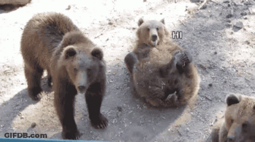 Group Of Bears Laying On Ground One Says Hi GIF