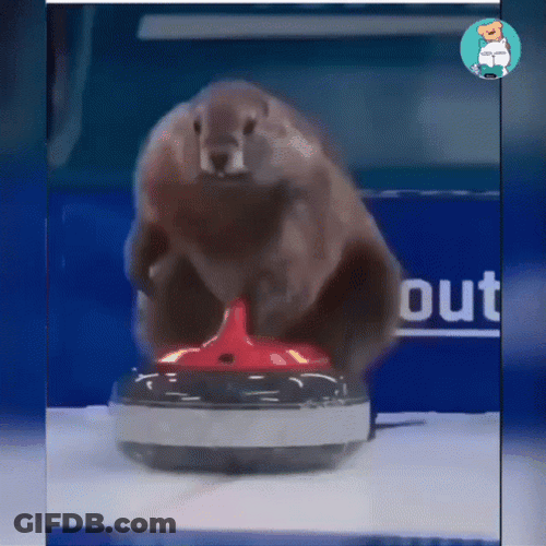 Group Of Beaver Curling GIF