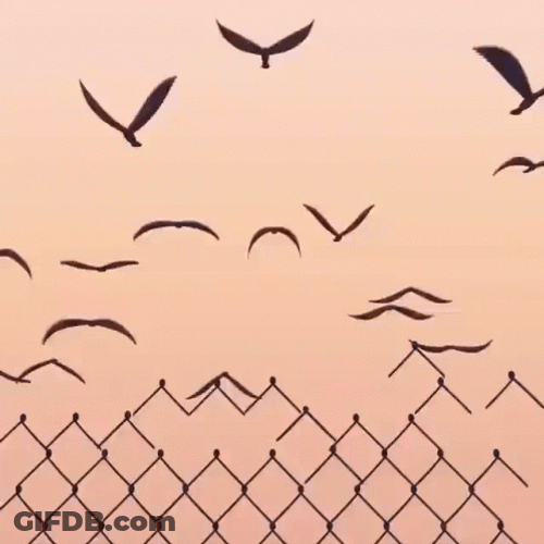 Group Of Bird Flying GIF