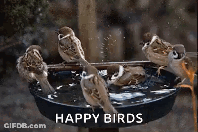 Group Of Birds In Bird Bath GIF