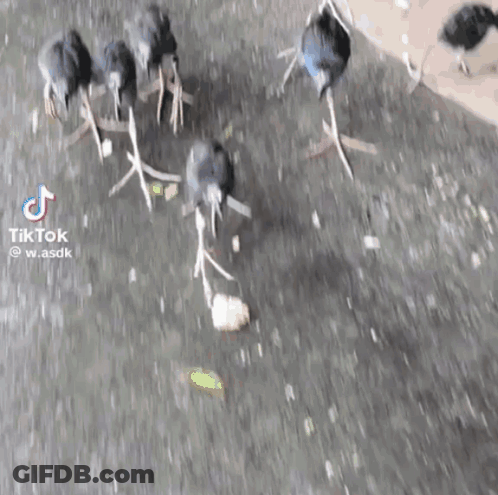 Group Of Birds Standing On Hind Legs In Puddle GIF