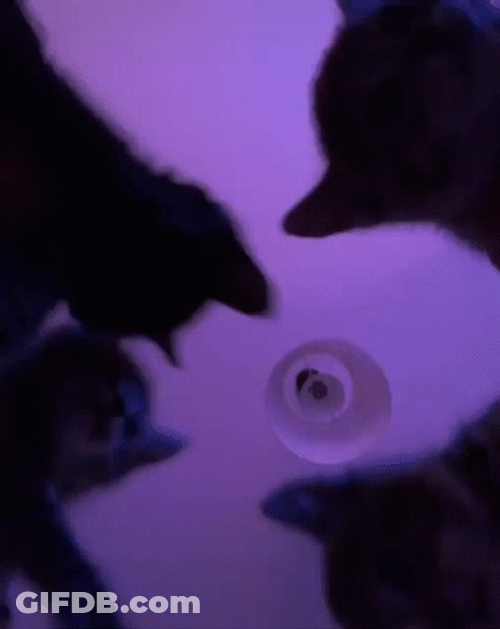 Group Of Cat Vibing GIF