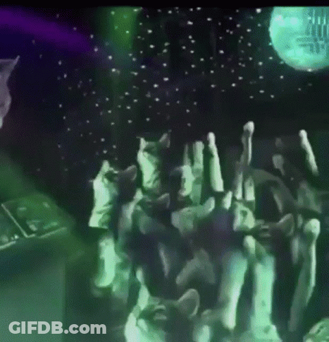 Group Of Cats Dancing In Front Of Disco Ball GIF