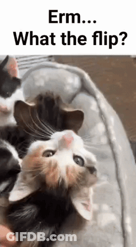 Group Of Cats Laying On Top Of Each Other On Bed GIF
