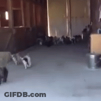 Group Of Cats Playing On Gray Carpet GIF