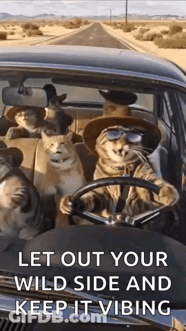 Group Of Cats Sitting In Car GIF