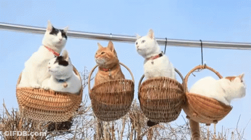 Group Of Cats Sitting In Wicker Baskets GIF