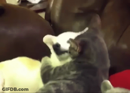 Group Of Cats Sitting On Couch GIF