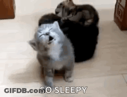 Group Of Cats Sitting Together GIF