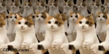 Group Of Cats Standing In A Row With Paws Up GIF