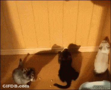 Group Of Cats Standing Together GIF